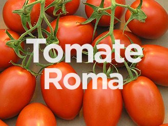 Tomate Roma